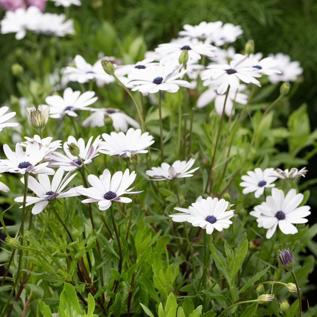 Kapmargerite Glistening White (Samen) - Osteospermum
