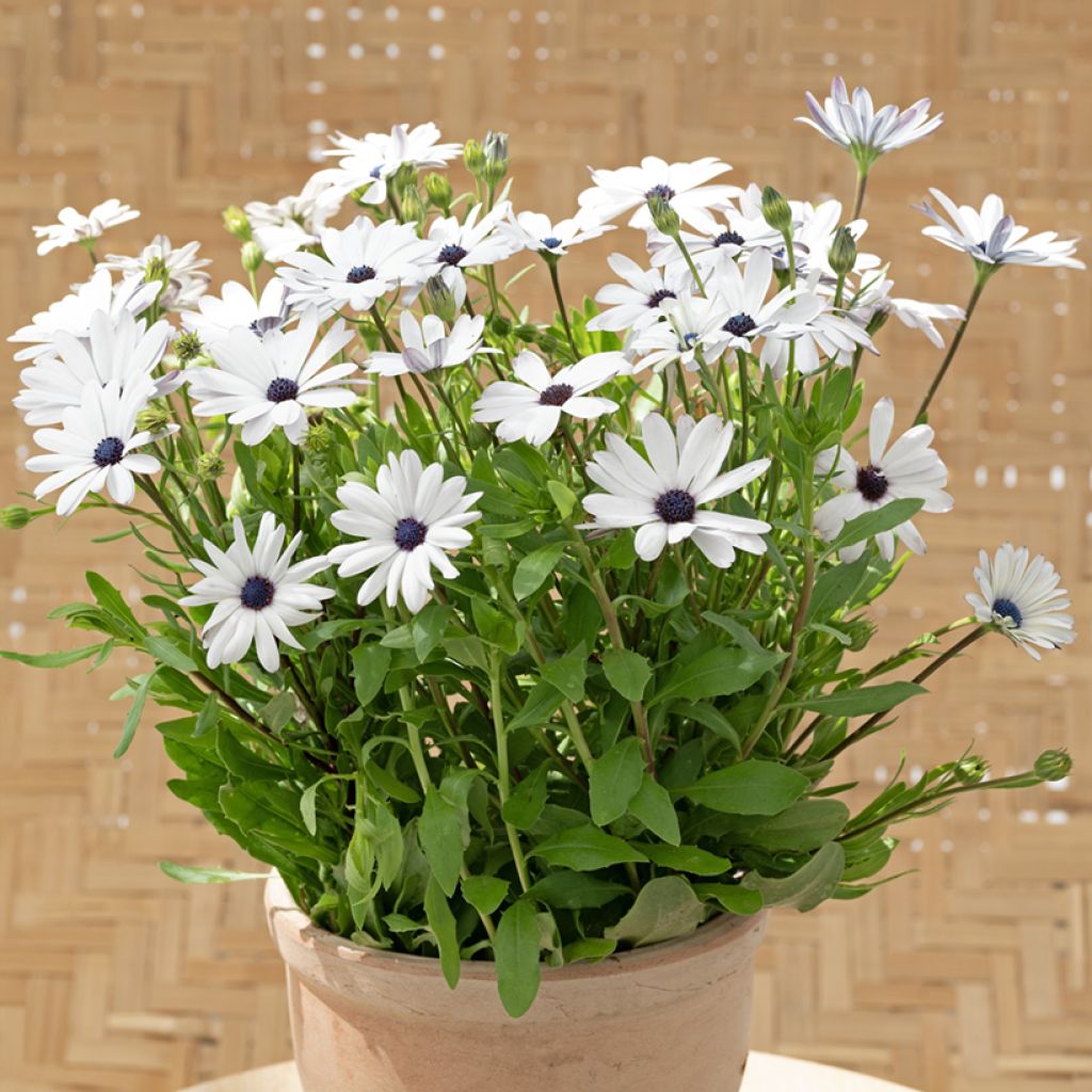 Kapmargerite Glistening White (Samen) - Osteospermum