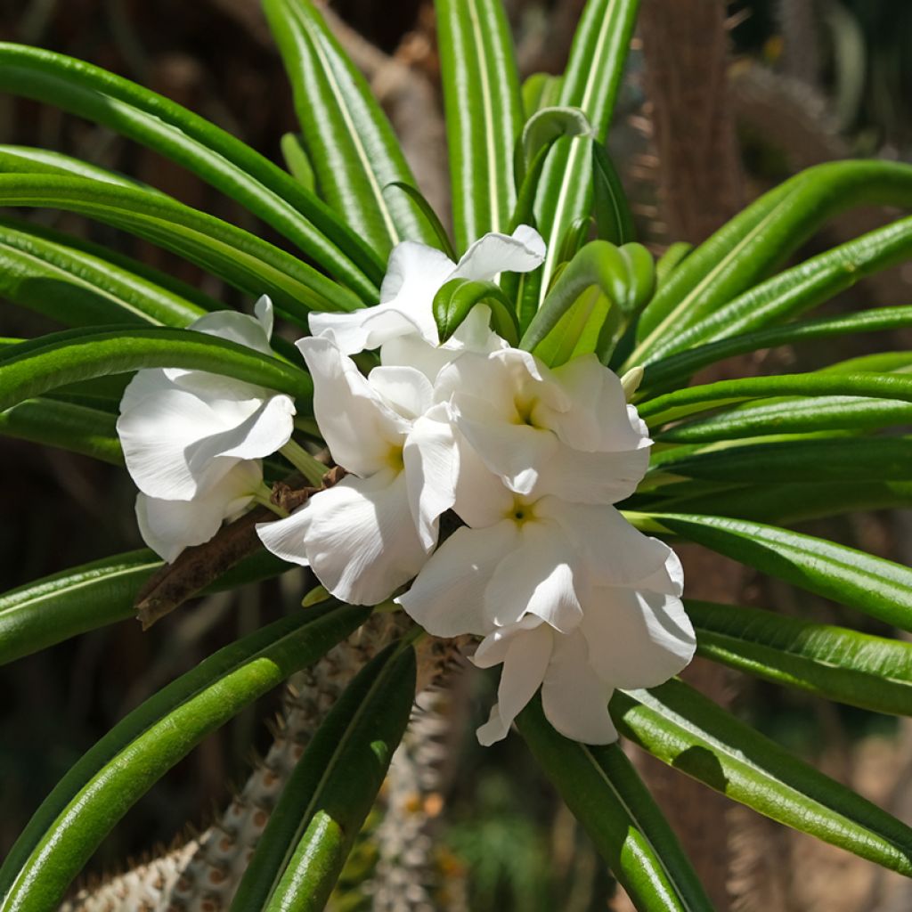 Madagaskarpalme - Pachypodium lamerei