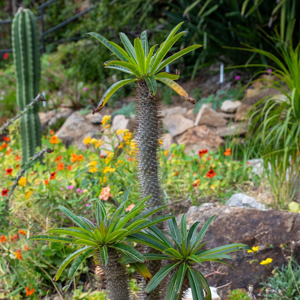 Madagaskarpalme - Pachypodium lamerei