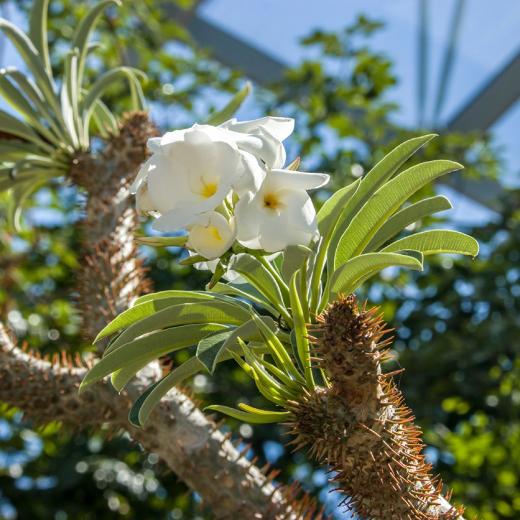 Madagaskarpalme - Pachypodium lamerei