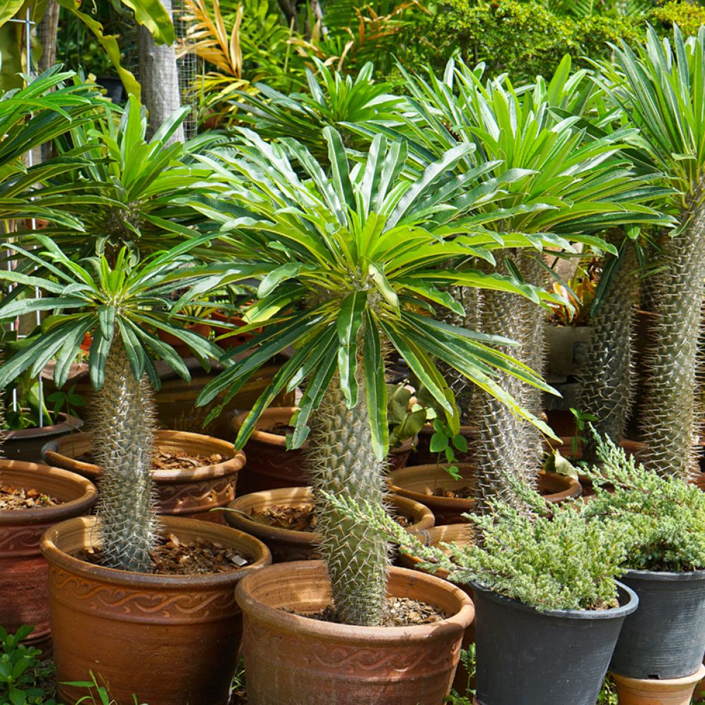 Madagaskarpalme - Pachypodium lamerei