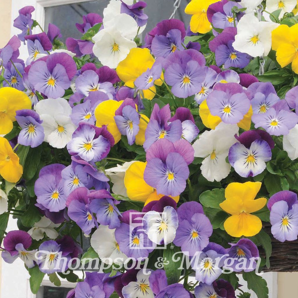 Stiefmütterchen Plentifall Mixed Hybride F1 (Samen)