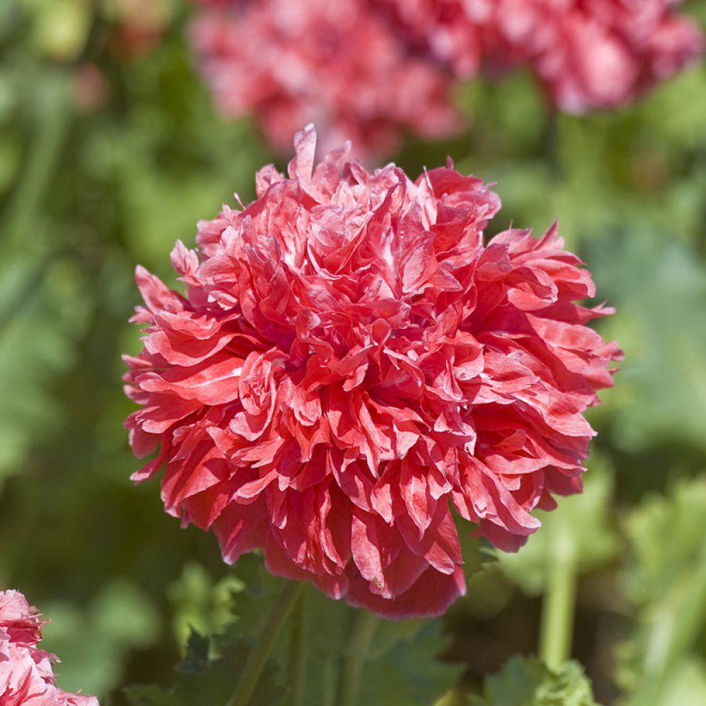 Papaver Frosted Salmon (Samen) - Päonienmohn