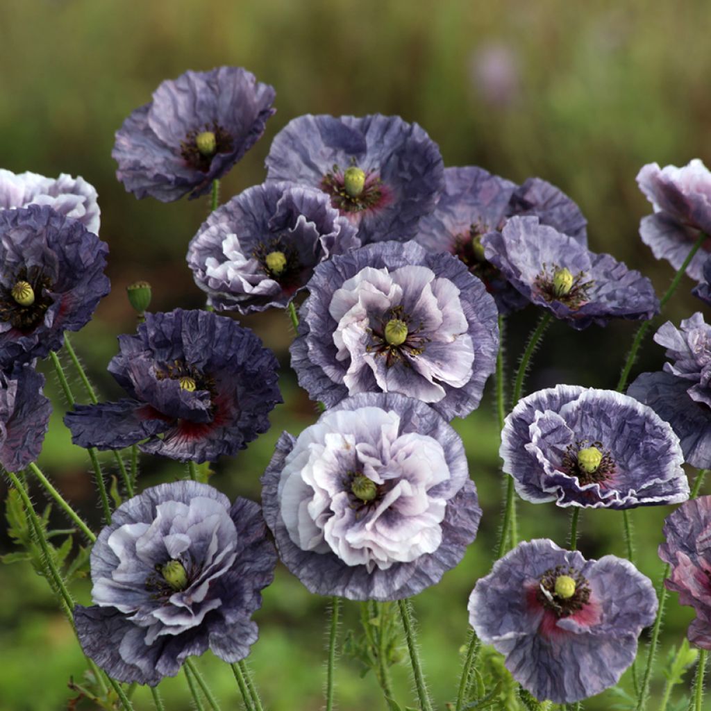 Klatsch-Mohn Amazing Grey (Samen) - Papaver rhoeas