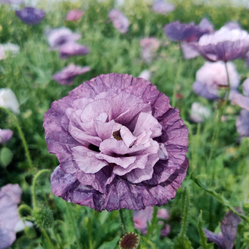 Klatsch-Mohn Amazing Grey (Samen) - Papaver rhoeas