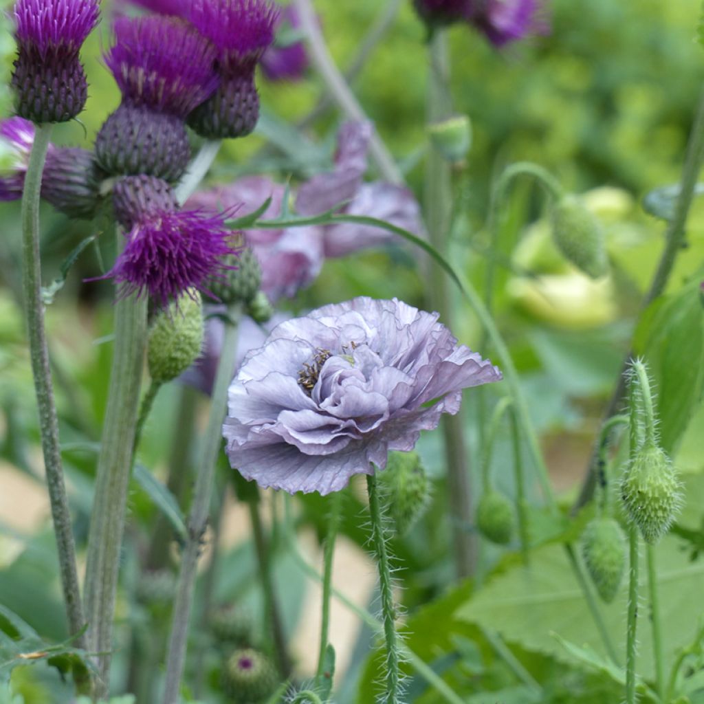 Klatsch-Mohn Amazing Grey (Samen) - Papaver rhoeas