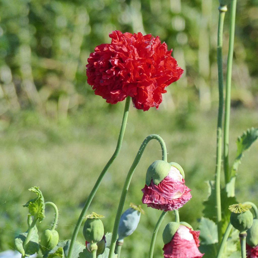Schlafmohn Red Peony (Samen) - Papaver