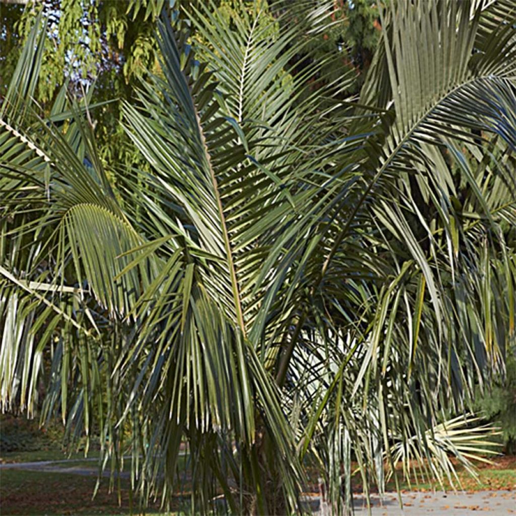 Parajubaea torallyi - Bolivianische Bergkokosnuss