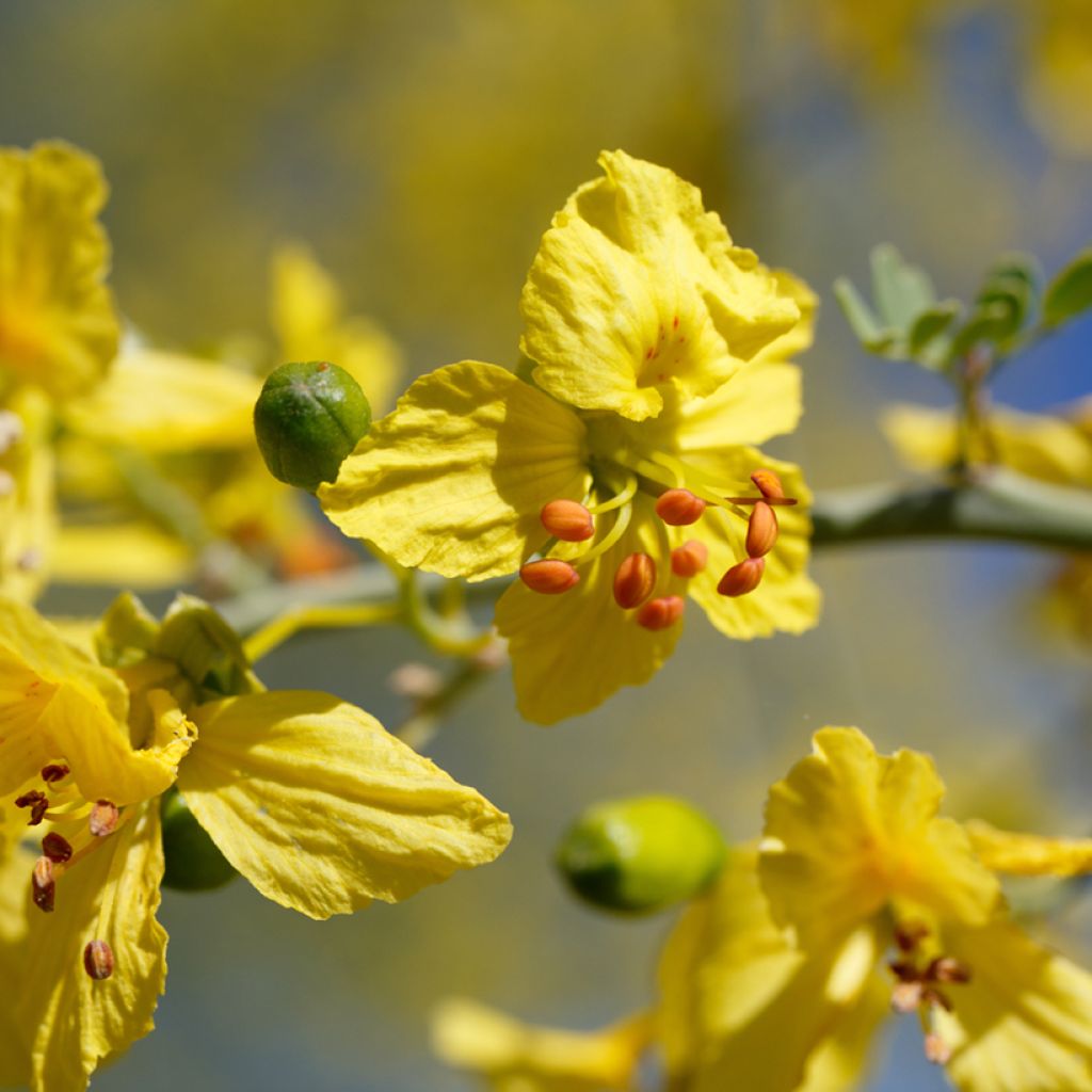 Parkinsonia - Cercidium floridum