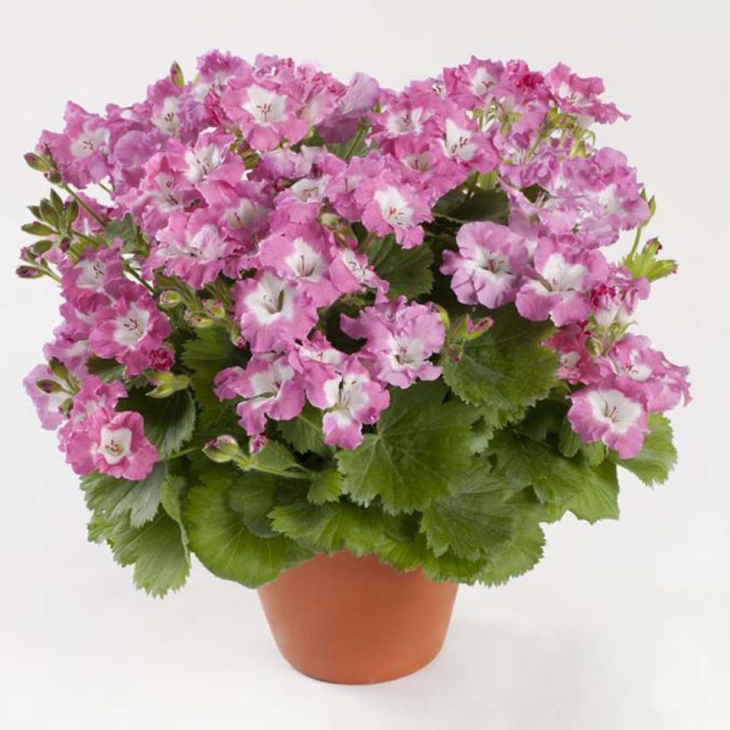 Großblütige Pelargonie Bermuda Pink - Pelargonium