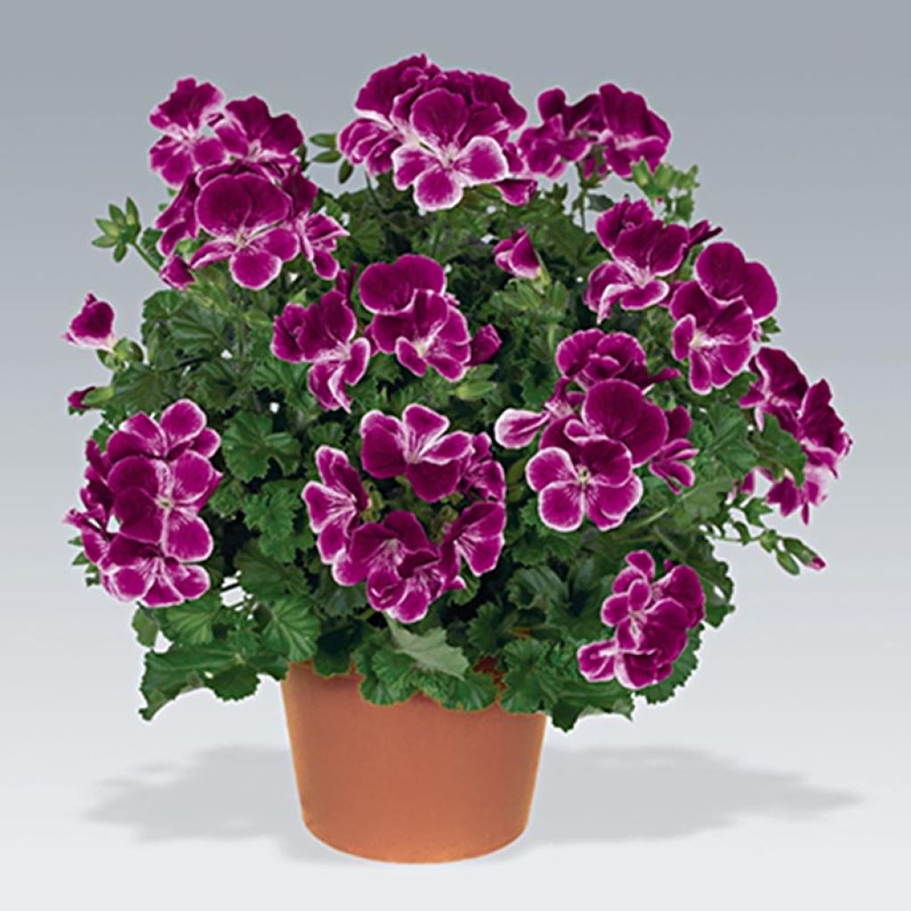 Englische Geranie Angeleyes Burgundy - Pelargonium