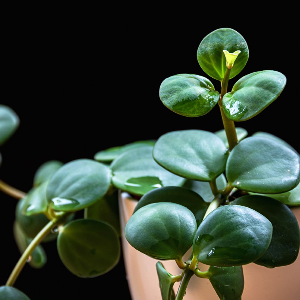 Peperomia Hope - Zwergpfeffer