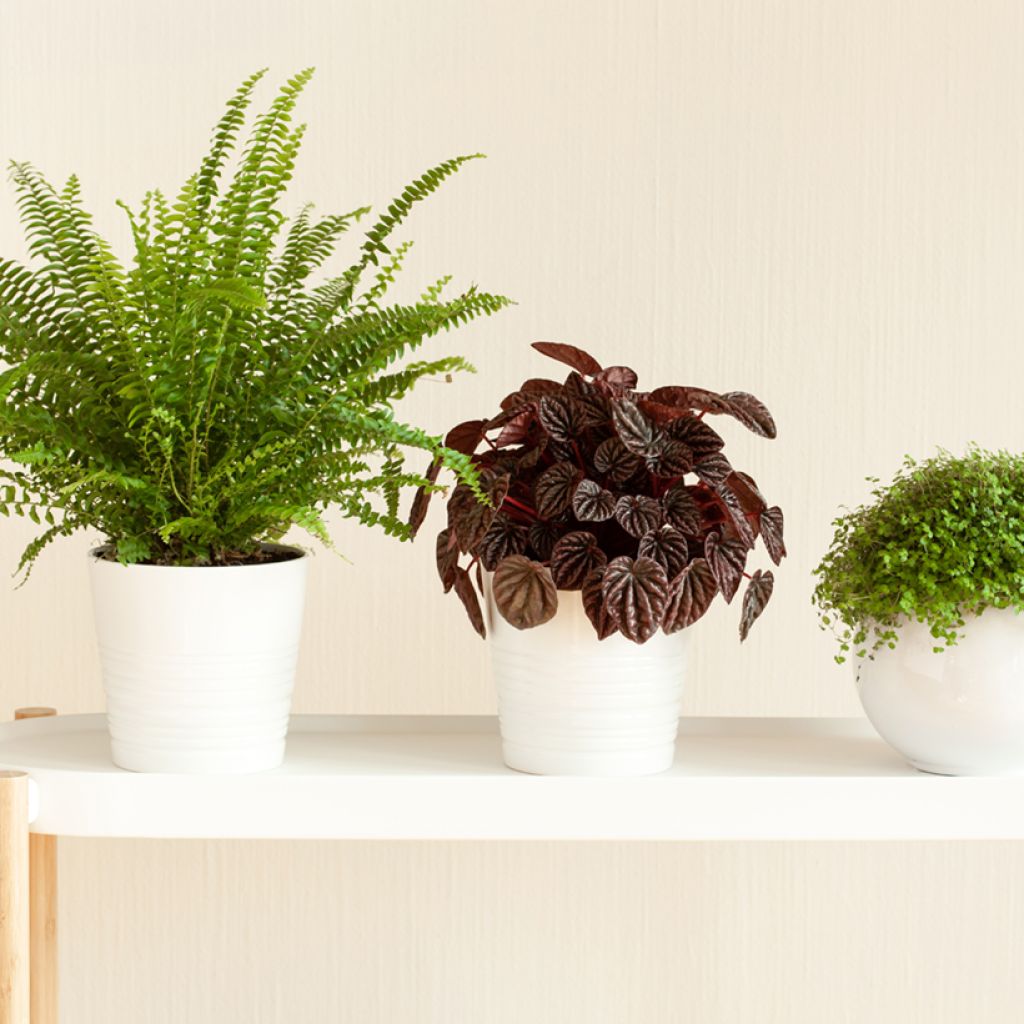 Peperomia caperata Luna - Zwergpfeffer