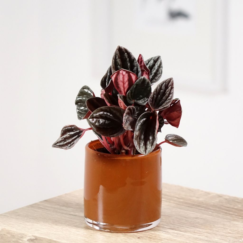 Peperomia caperata Montevideo - Zwergpfeffer