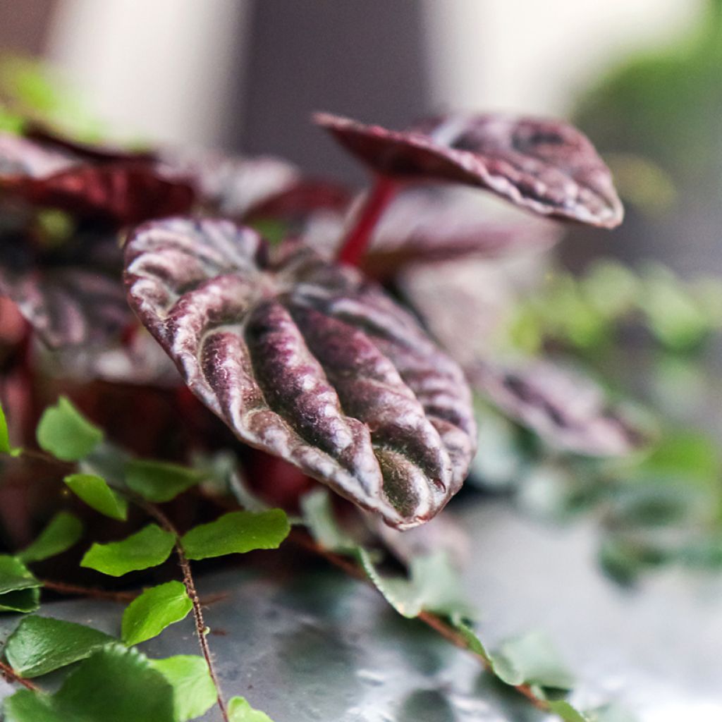 Peperomia caperata Montevideo - Zwergpfeffer