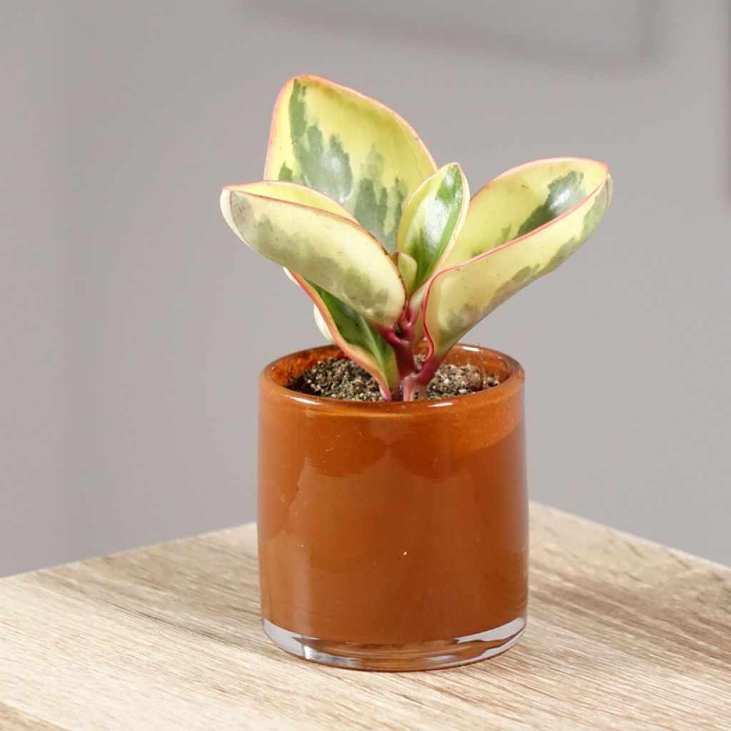 Peperomia clusiifolia Red Margin - Zwergpfeffer