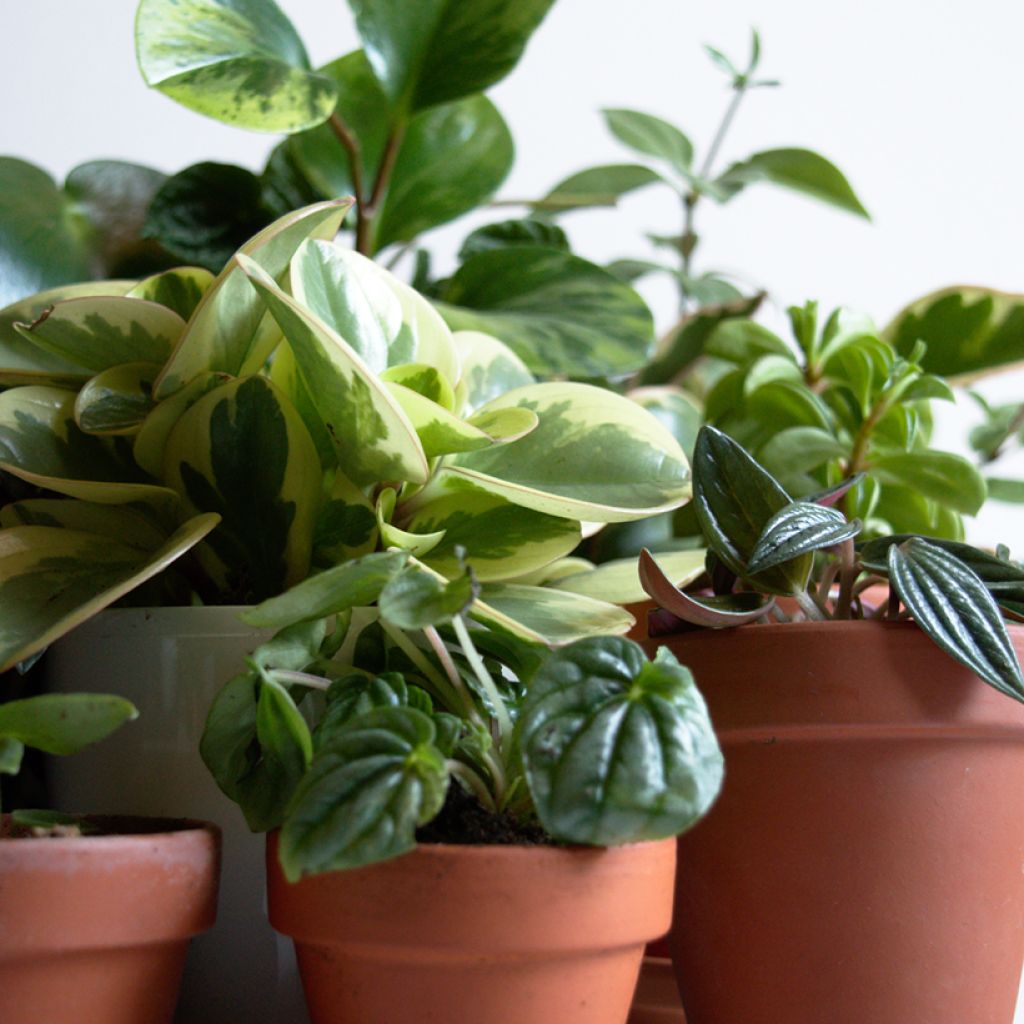 Peperomia obtusifolia Bicolor - Zwergpfeffer