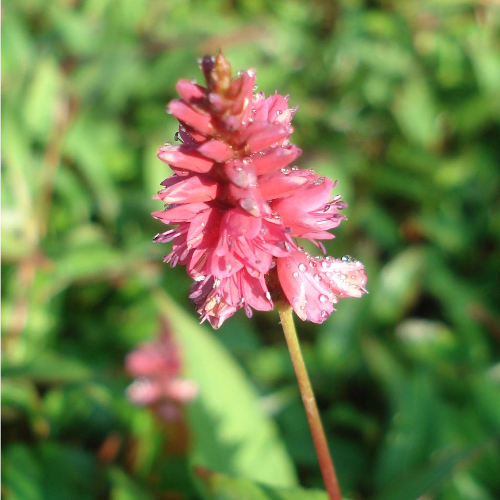 Kerzenknöterich Inverleith - Bistorta amplexicaulis