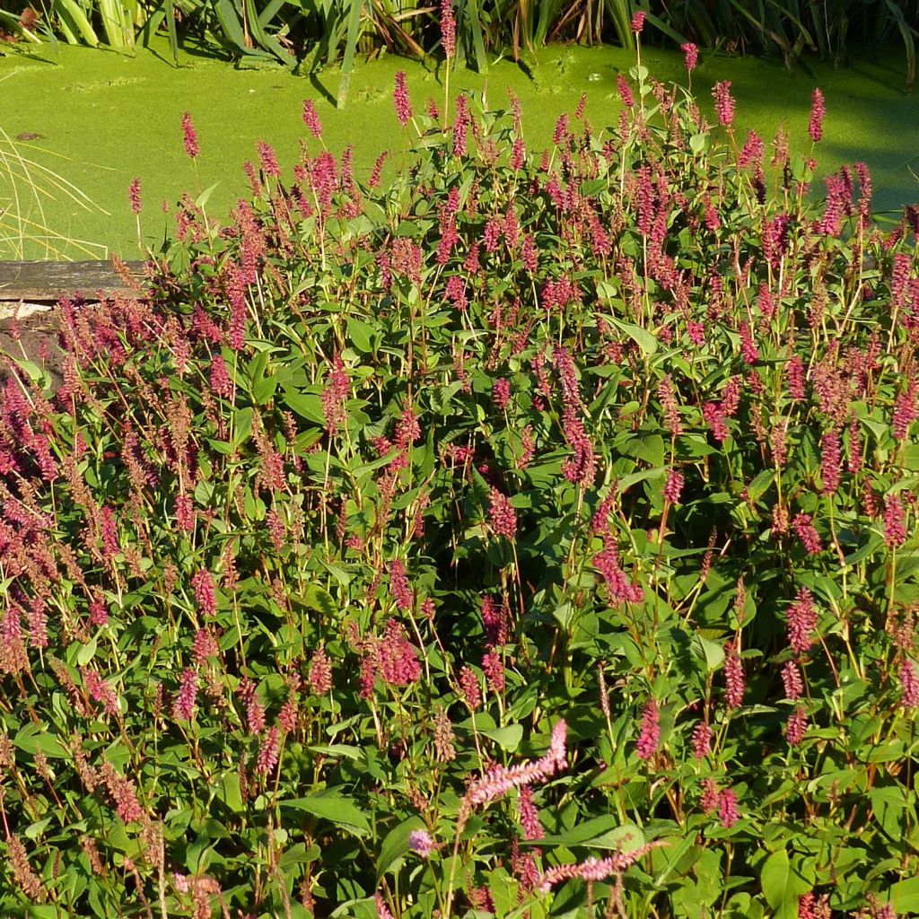 Kerzenknöterich Inverleith - Bistorta amplexicaulis