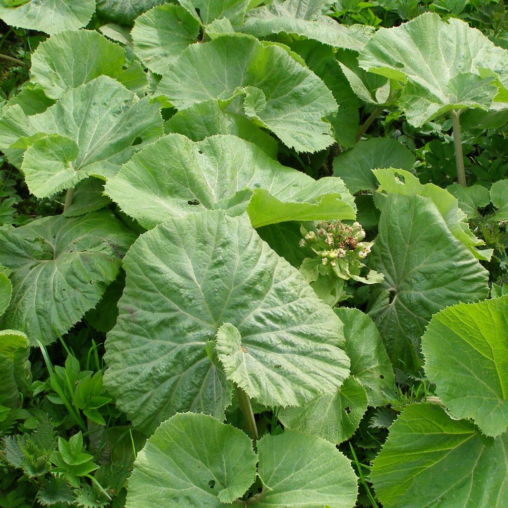 Weiße Pestwurz - Petasites albus