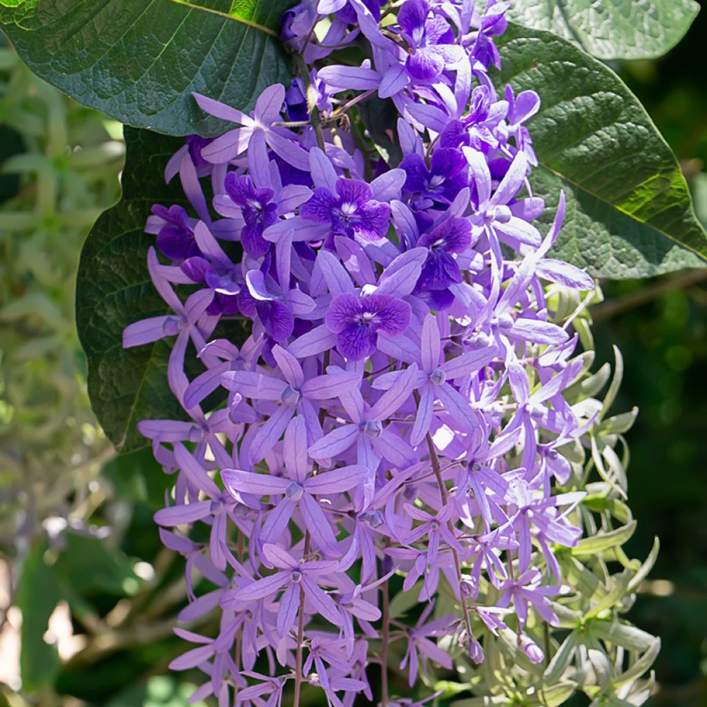 Petrea volubilis - Purpurkranz