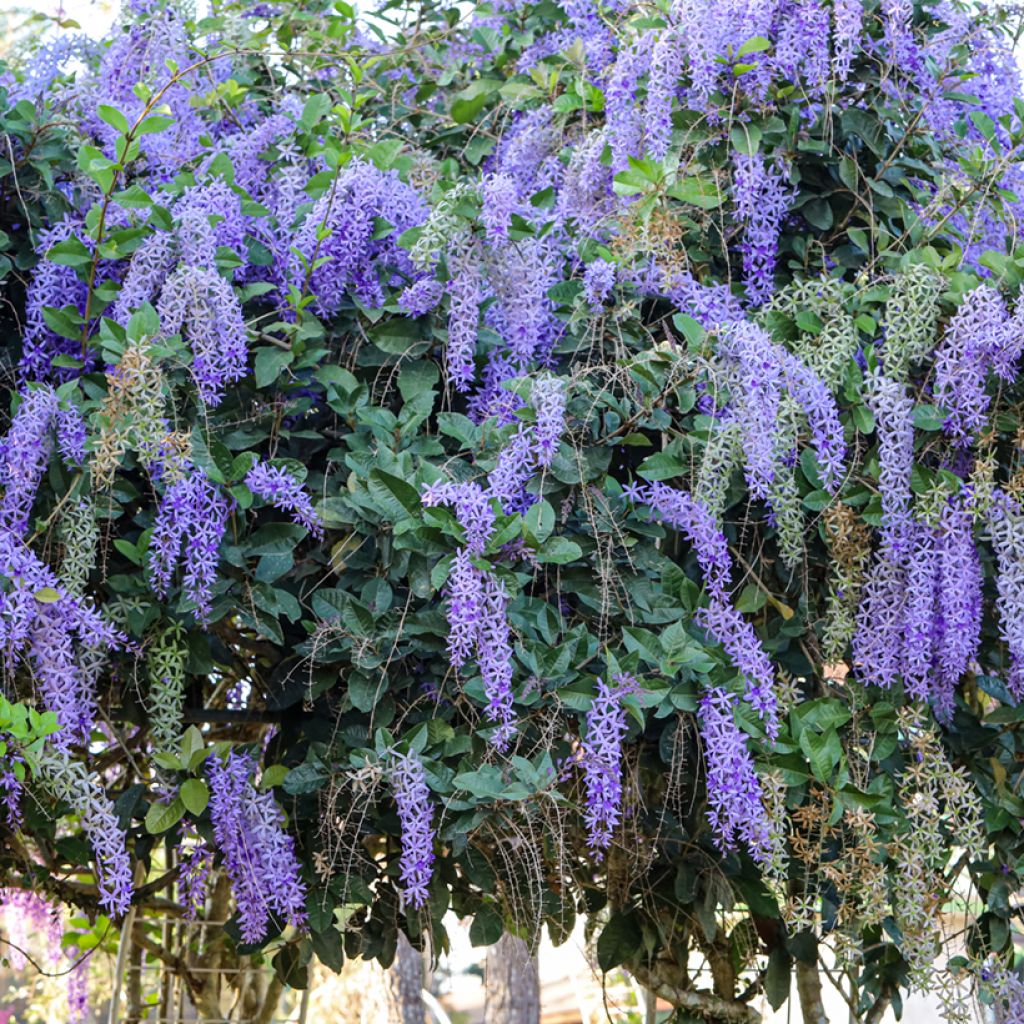 Petrea volubilis - Purpurkranz