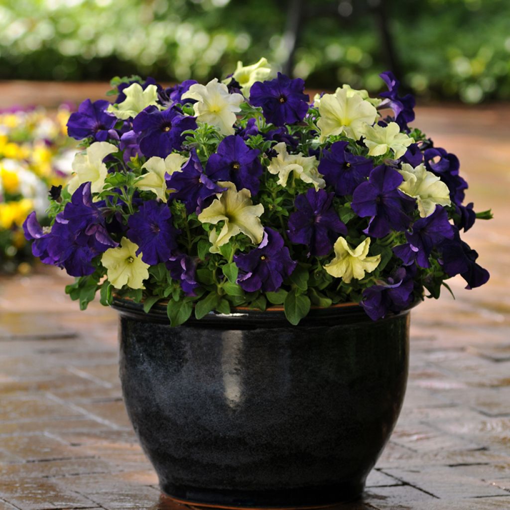 Petunia Blueberry Lime (Samen)
