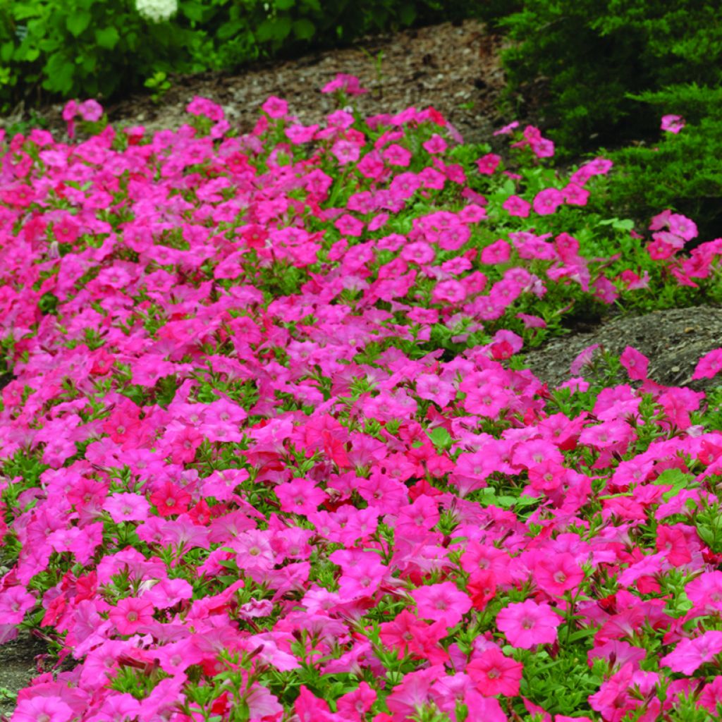 Petunia Coral Reef (Samen)