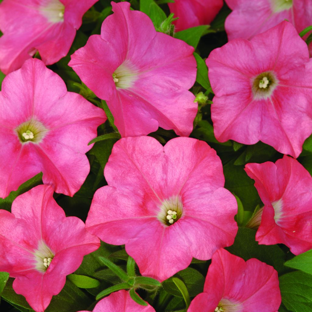 Petunia Coral Reef (Samen)
