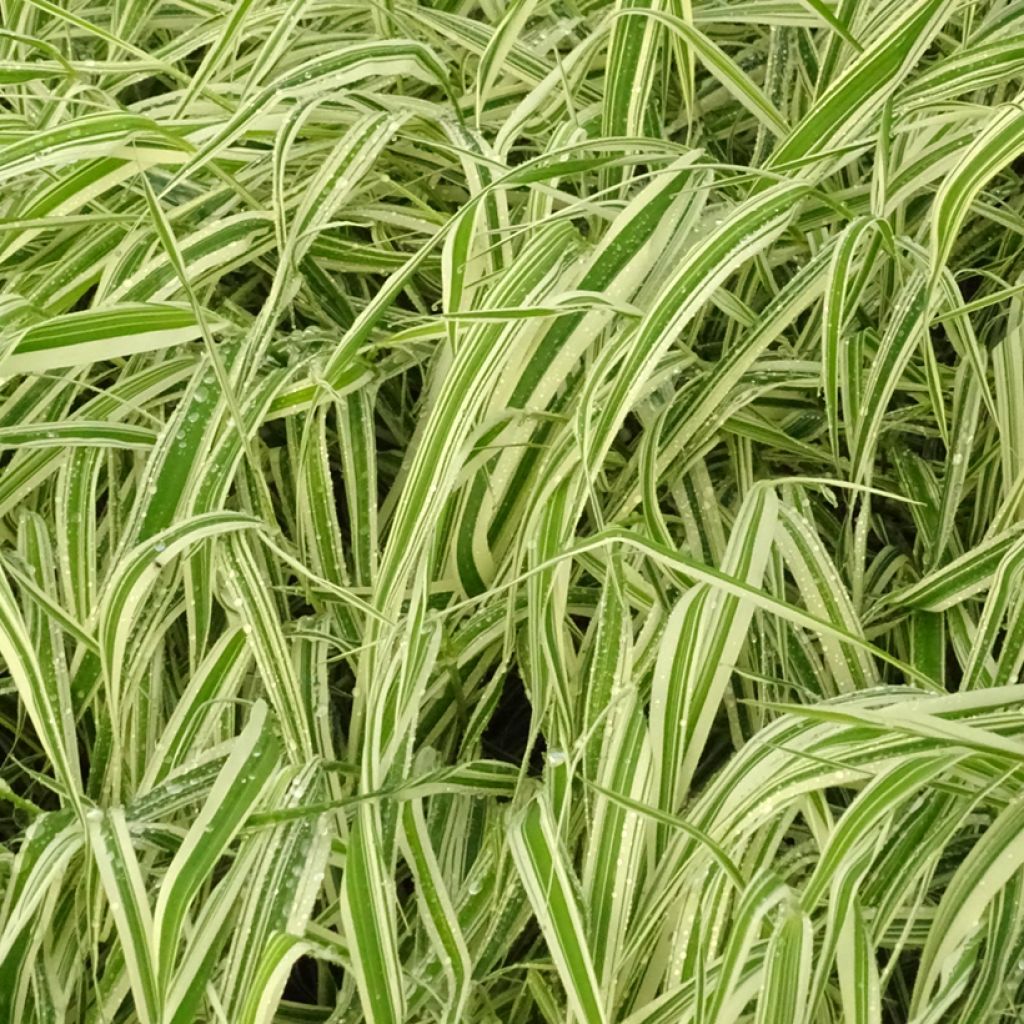 Phalaris arundinacea Picta - Rohr-Glanzgras