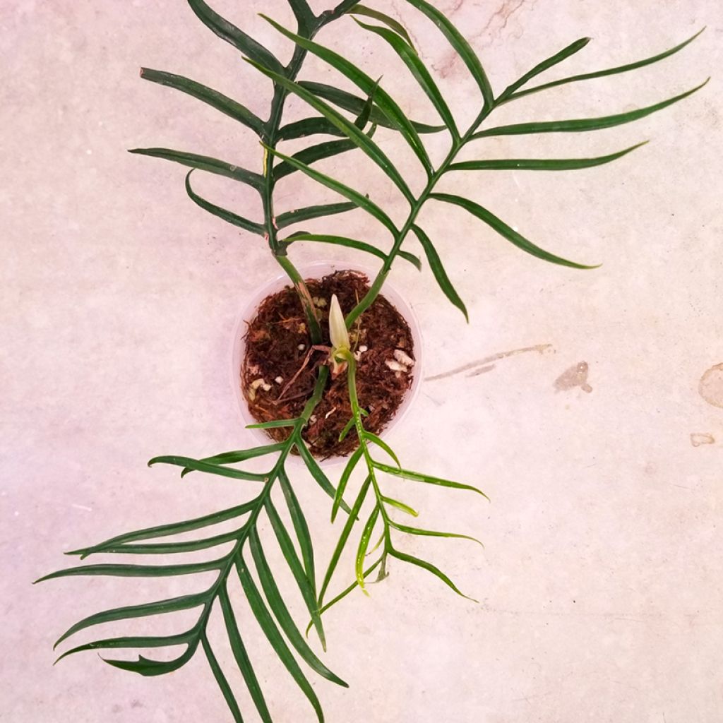 Philodendron tortum