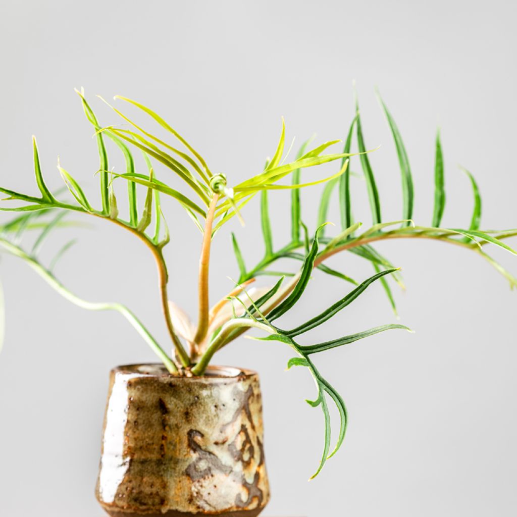 Philodendron tortum