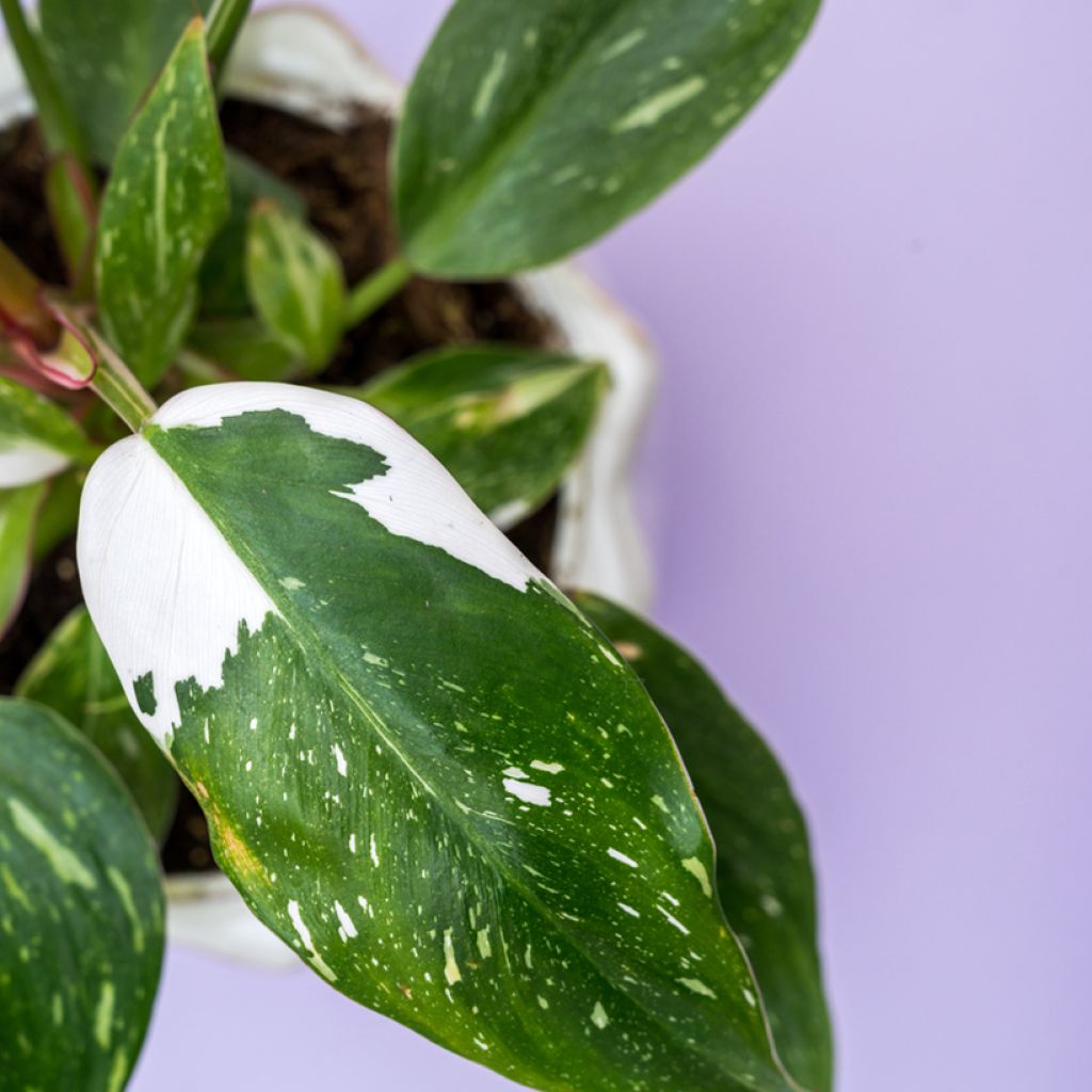 Philodendron White Wizard