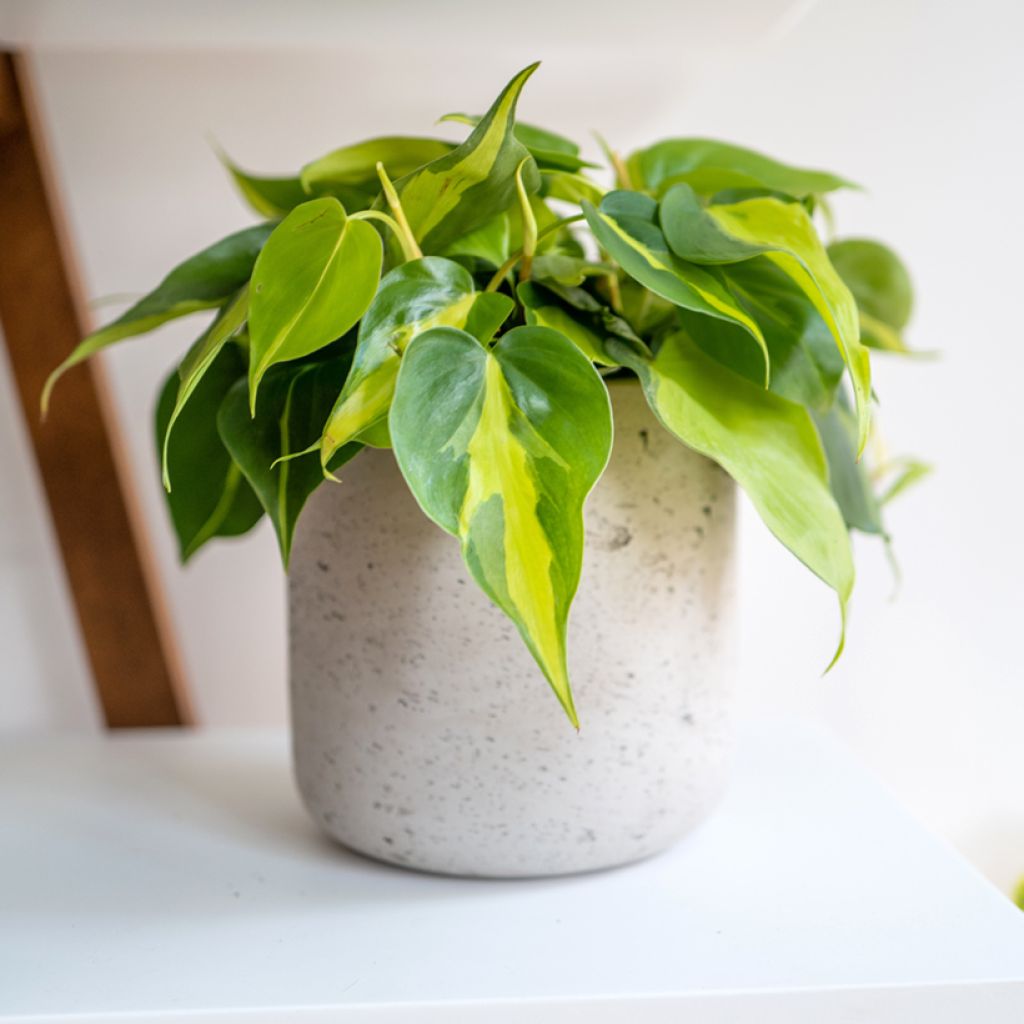 Philodendron scandens Brasil - Kletternder Philodendron