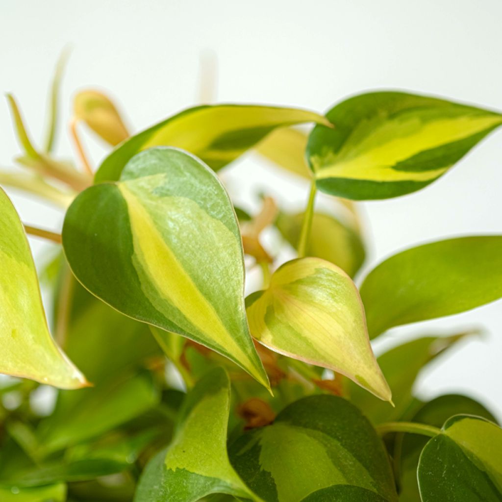 Philodendron scandens Brasil - Kletternder Philodendron