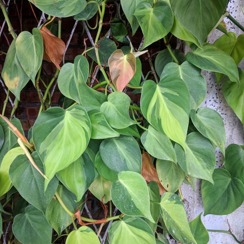 Philodendron scandens Brasil - Kletternder Philodendron