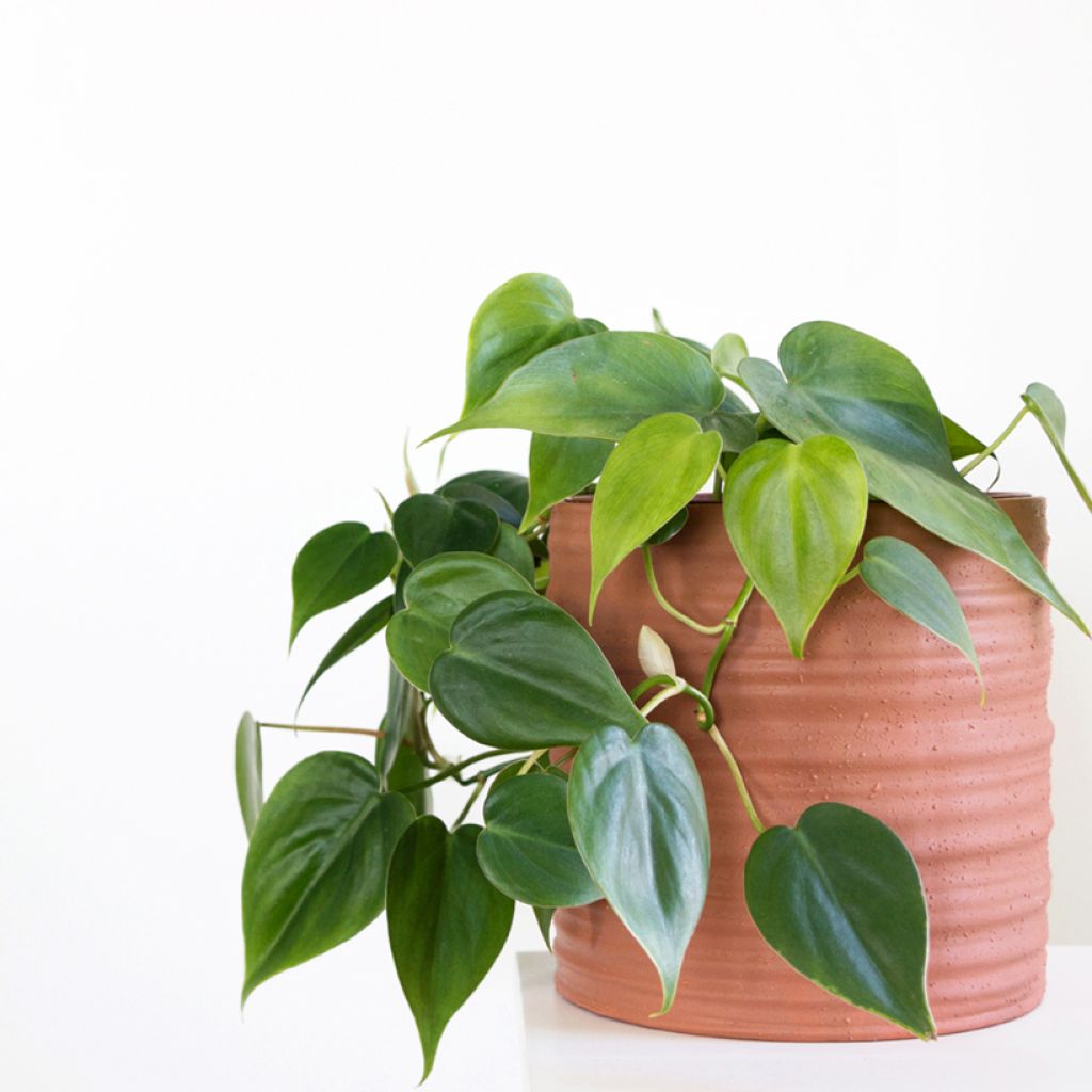 Philodendron scandens - Kletternder Philodendron