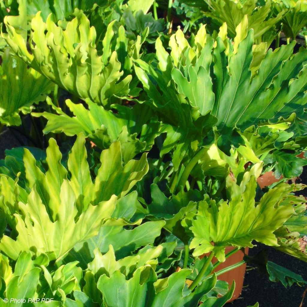 Philodendron xanadu Hope