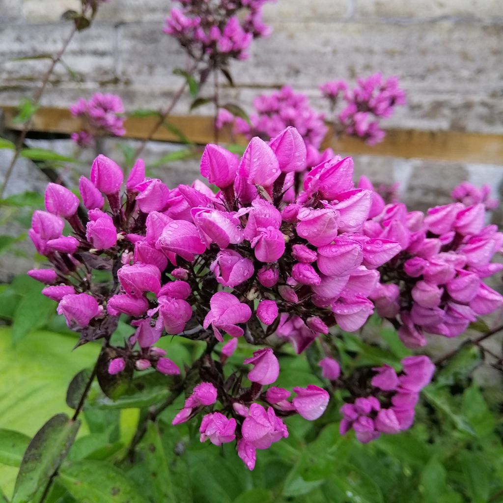 Hohe Flammenblume Butonik - Phlox paniculata