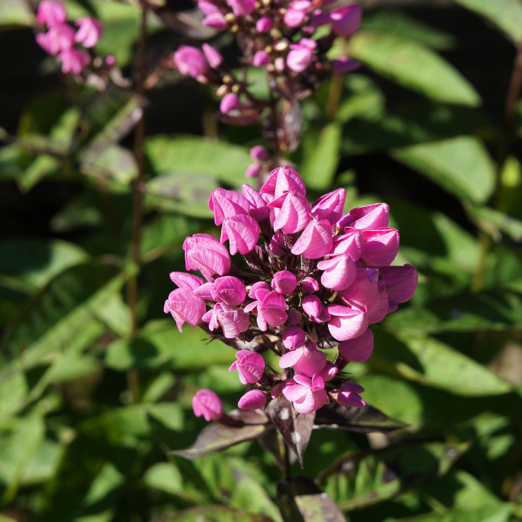 Hohe Flammenblume Butonik - Phlox paniculata