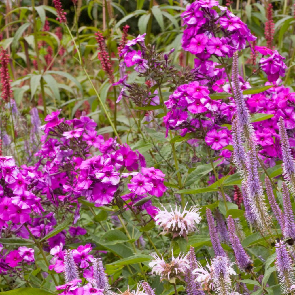 Hohe Flammenblume Judy - Phlox paniculata