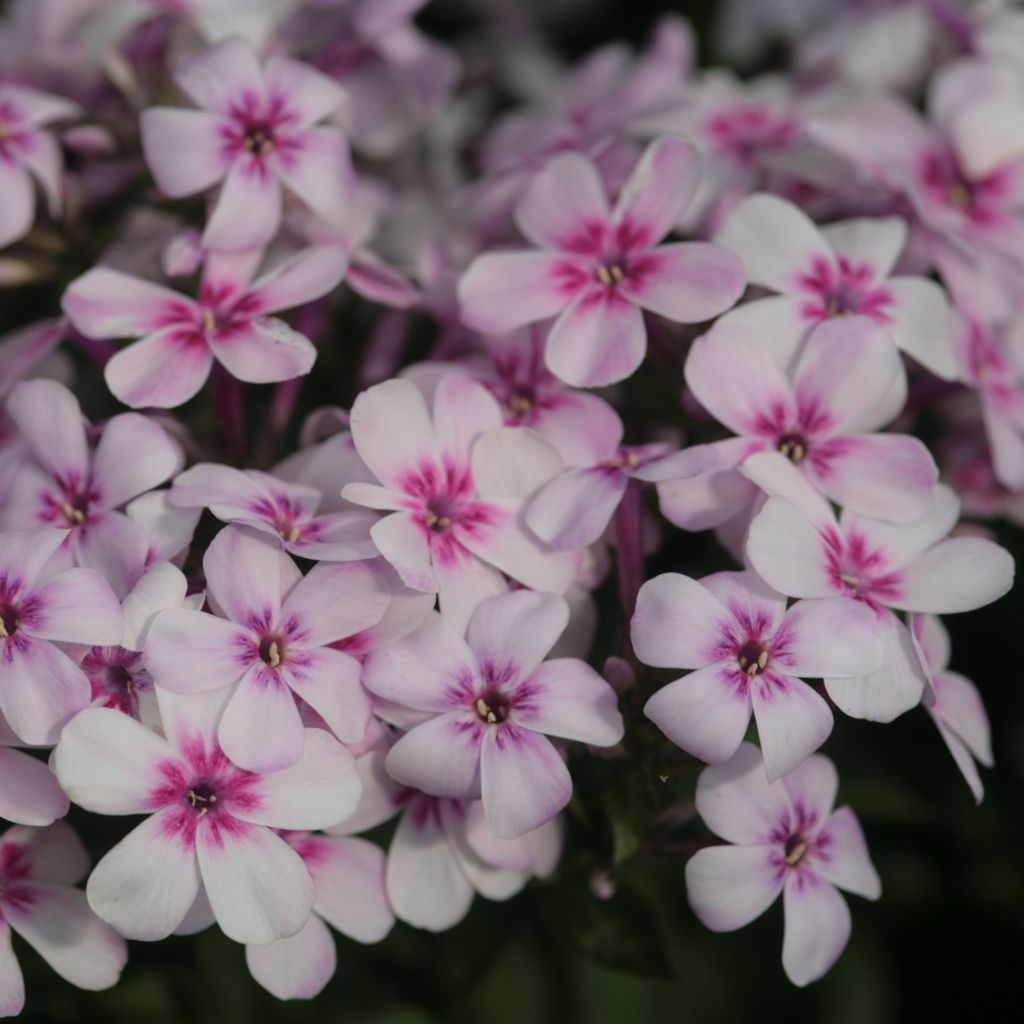 Hohe Flammenblume White Eye Flame - Phlox paniculata