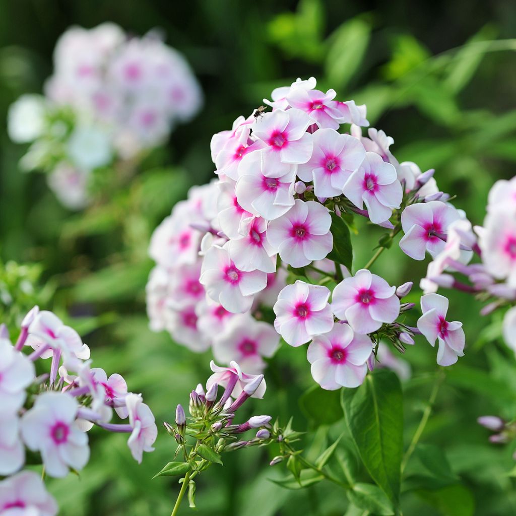 Hohe Flammenblume Younique Trendy - Phlox paniculata