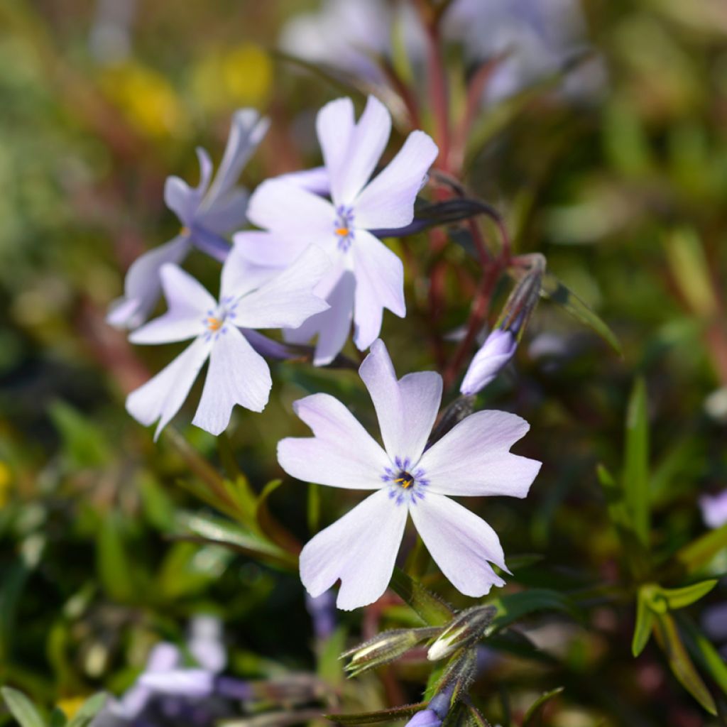 Pfriemenförmiger Phlox Cushion Blue - Phlox subulata