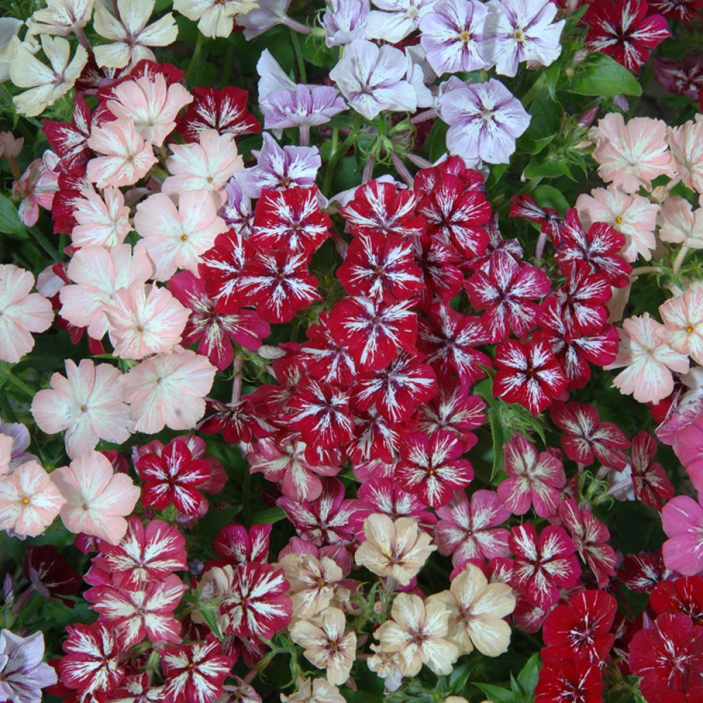 Sommer-Phlox Starry Eyes (Samen) - Phlox