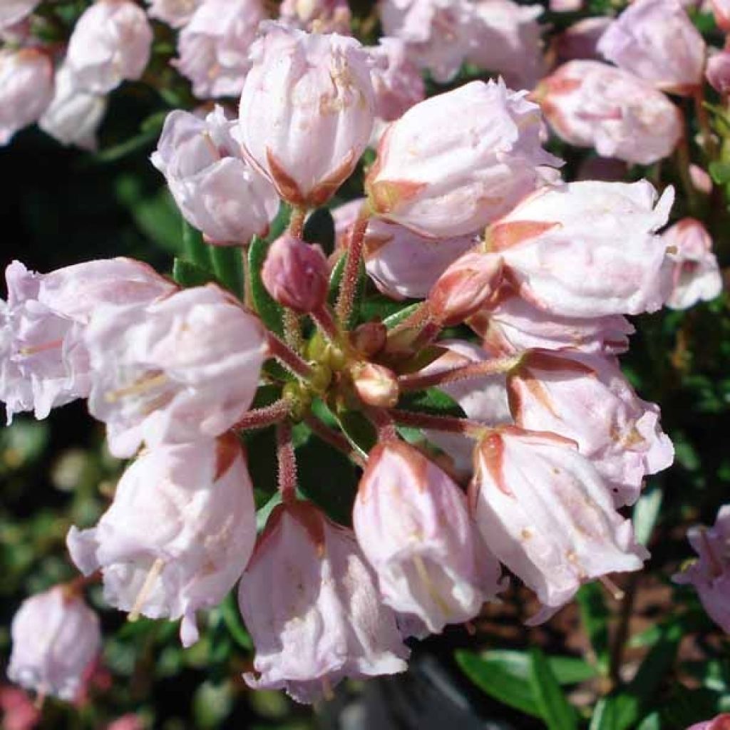 Phylliopsis hillieri Sprite - Irische Frühlingsheide