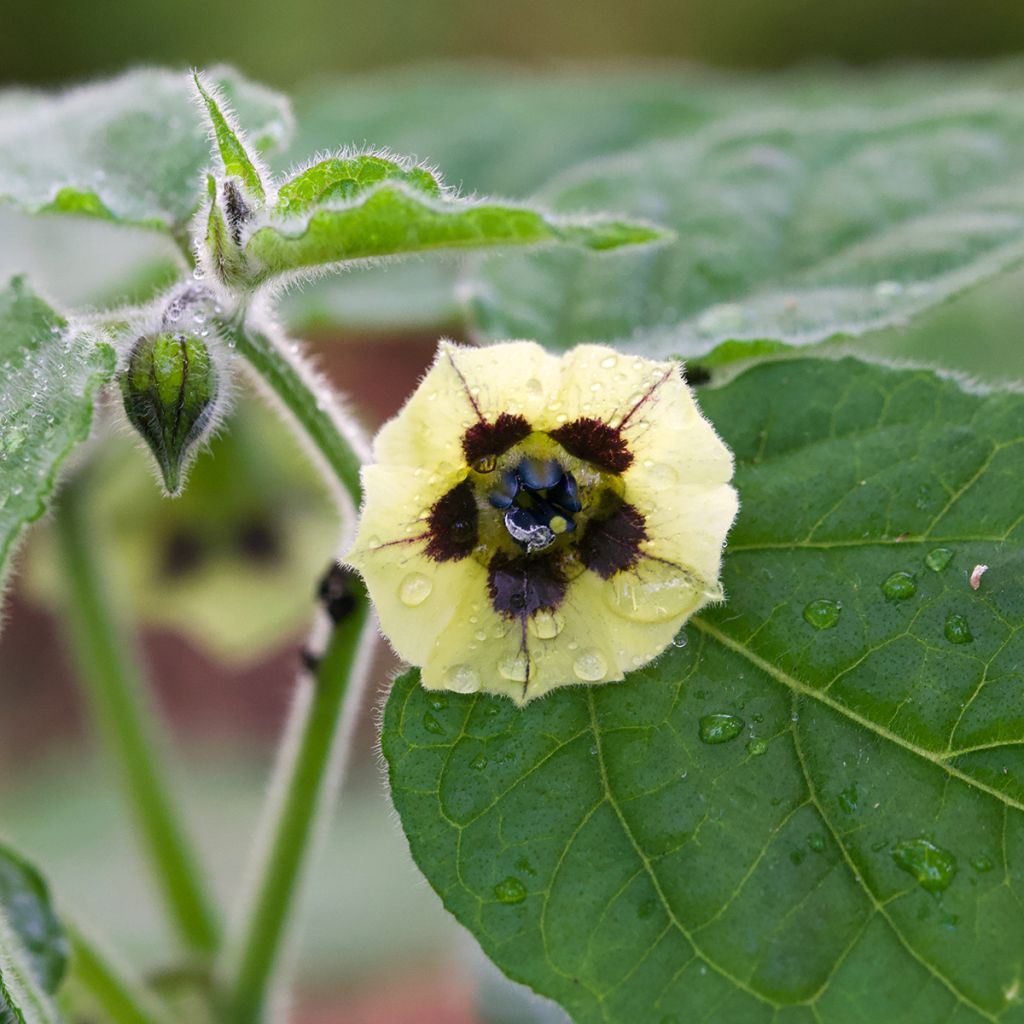 Andenbeere - Physalis peruviana