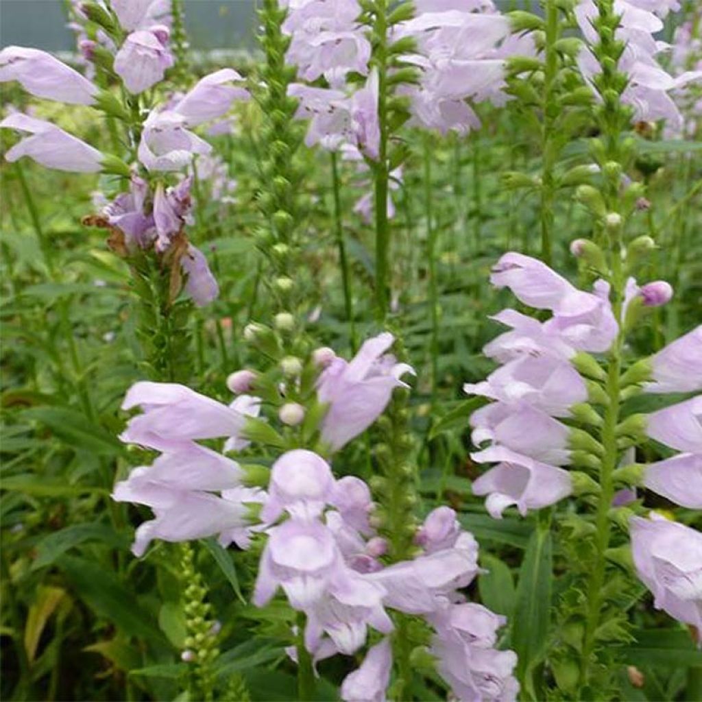 Physostegia virginiana Galadriel - Gelenkblume