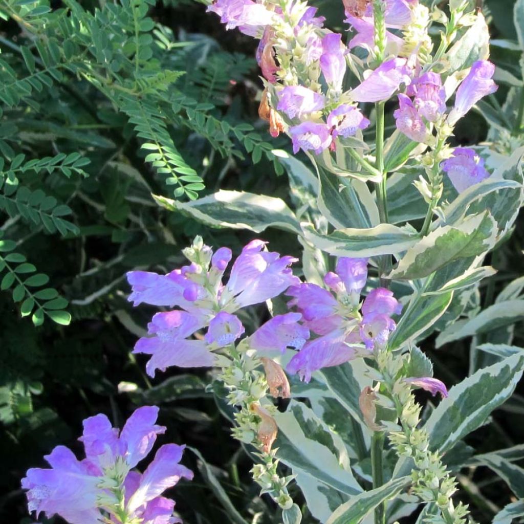 Physostegia virginiana Variegata - Gelenkblume